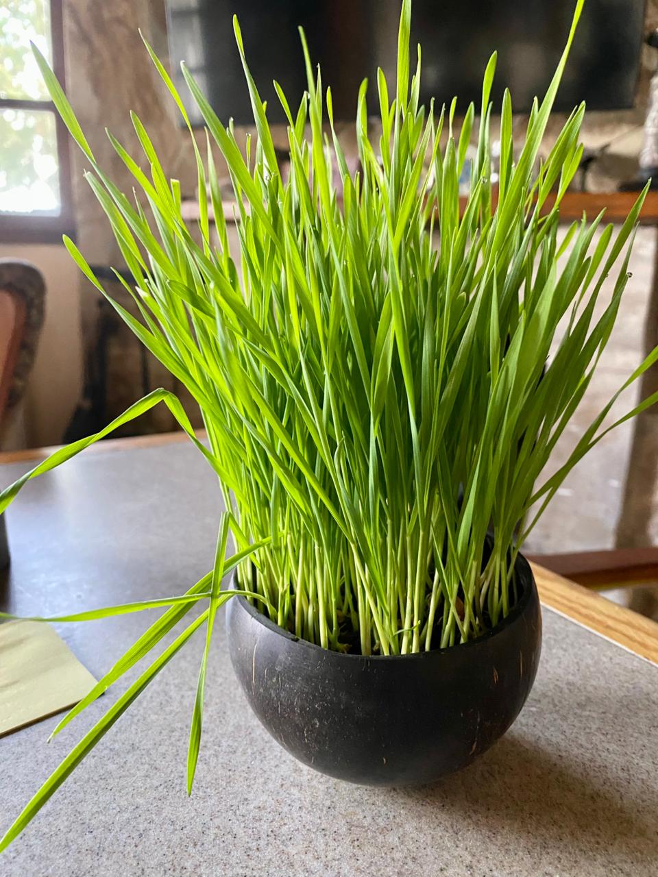 Wheatgrass Wellness Kit for Small Pets