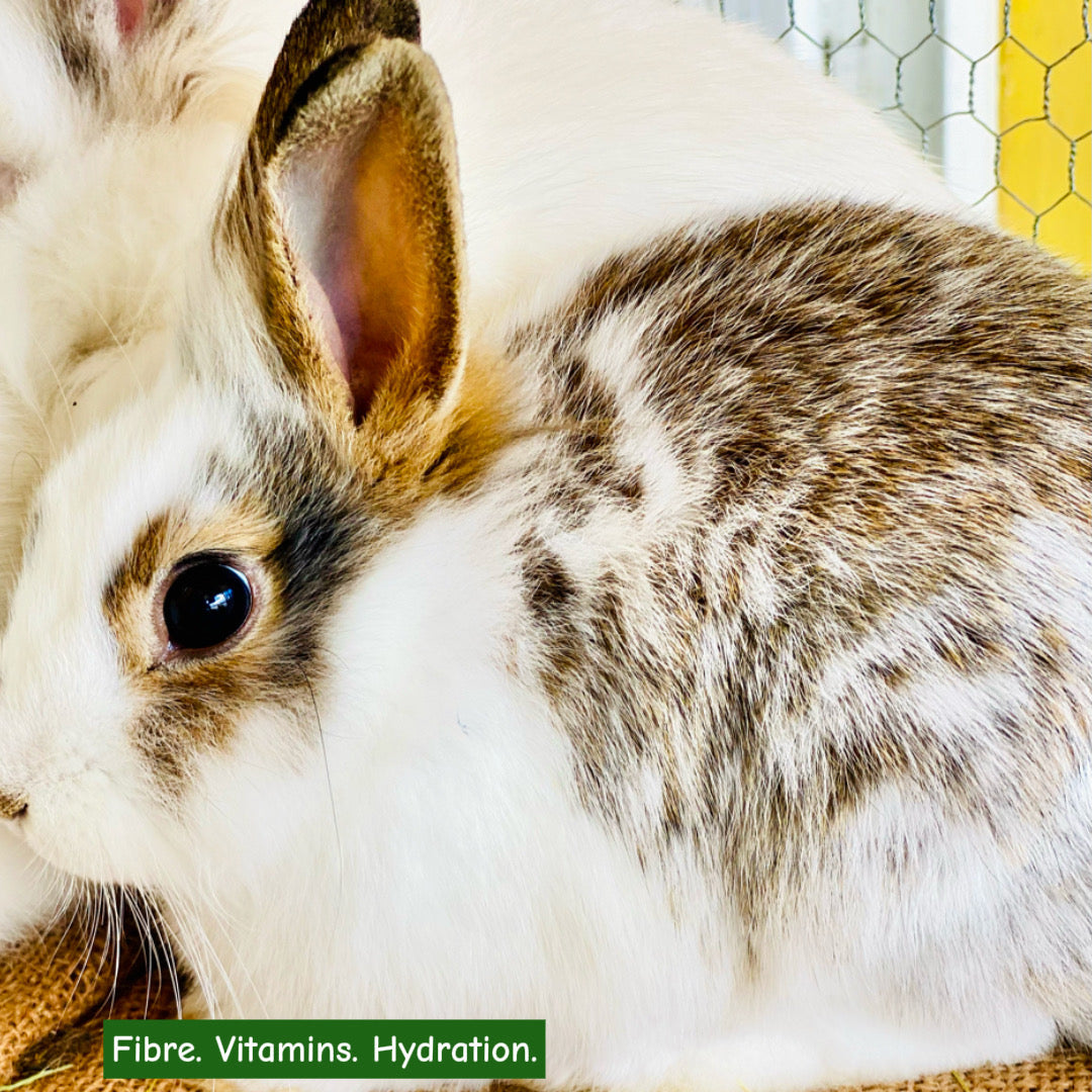 Why Growing Wheatgrass Teaches Kids Empathy & Responsibility