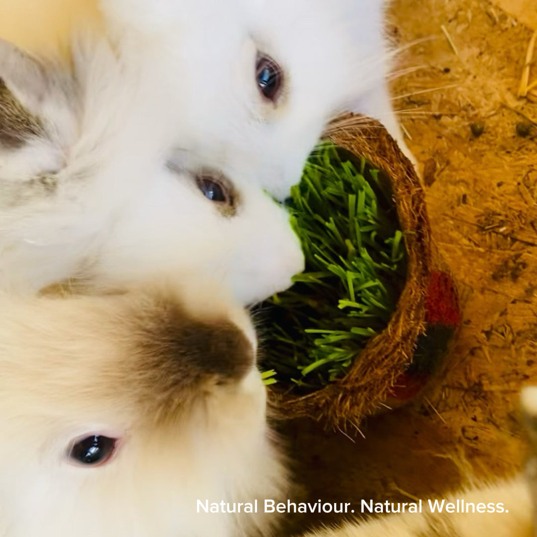 Rabbit eating fresh wheatgrass – natural pet nutrition in Greece.
