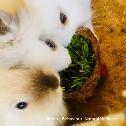 Rabbit eating fresh wheatgrass – natural pet nutrition in Greece.