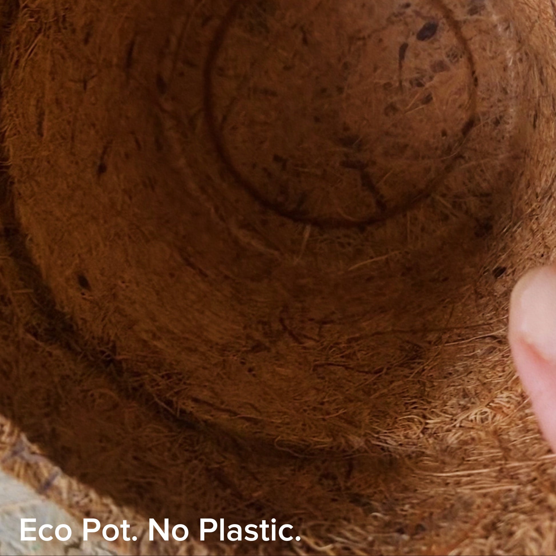 Eco-friendly coir pots for growing wheatgrass – natural and chemical-free.