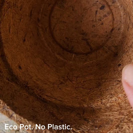 Eco-friendly coir pots for growing wheatgrass – natural and chemical-free.