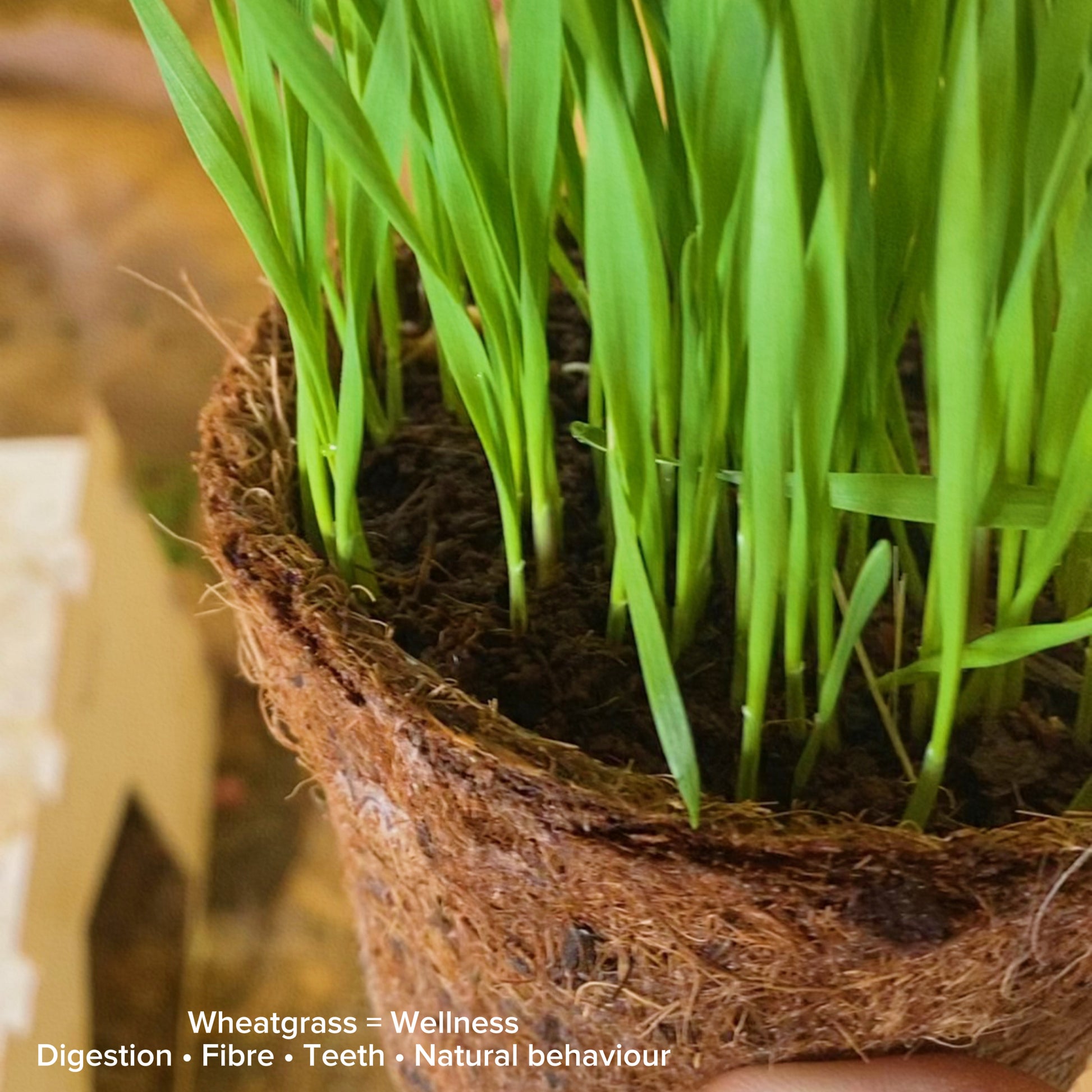 Fresh wheatgrass kits for pets in Greece – natural, chemical-free and Greek-grown.