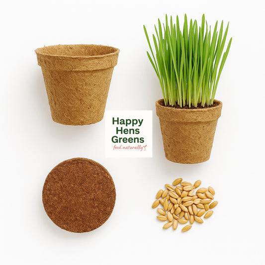 Fresh wheatgrass kits for pets in Greece – natural, chemical-free and Greek-grown.