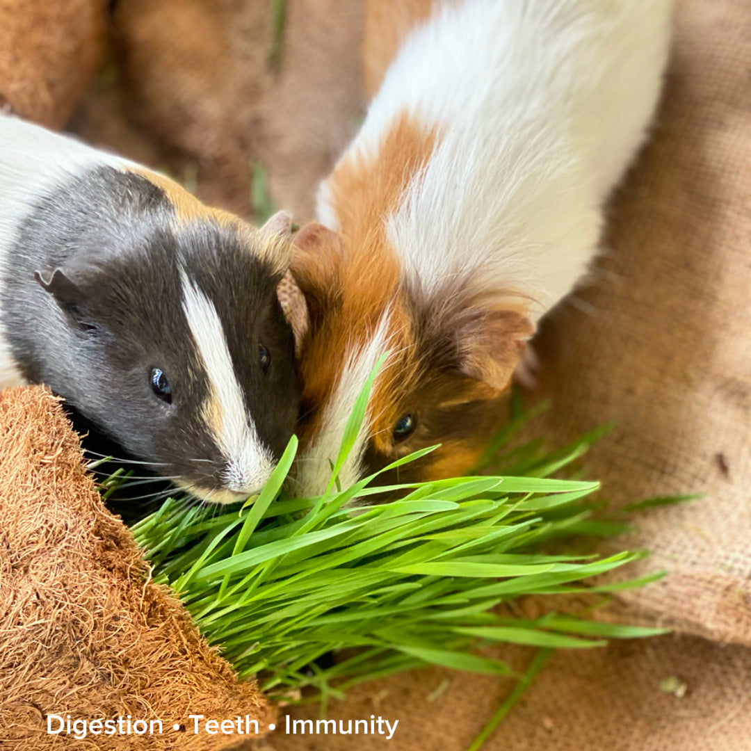 Natural coir pot made from coconut fibre for eco-friendly growing.