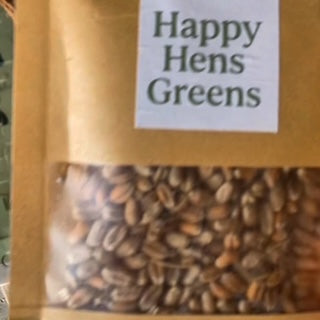 Wheatgrass seeds for pet kits – natural Greek-grown wheat seeds.